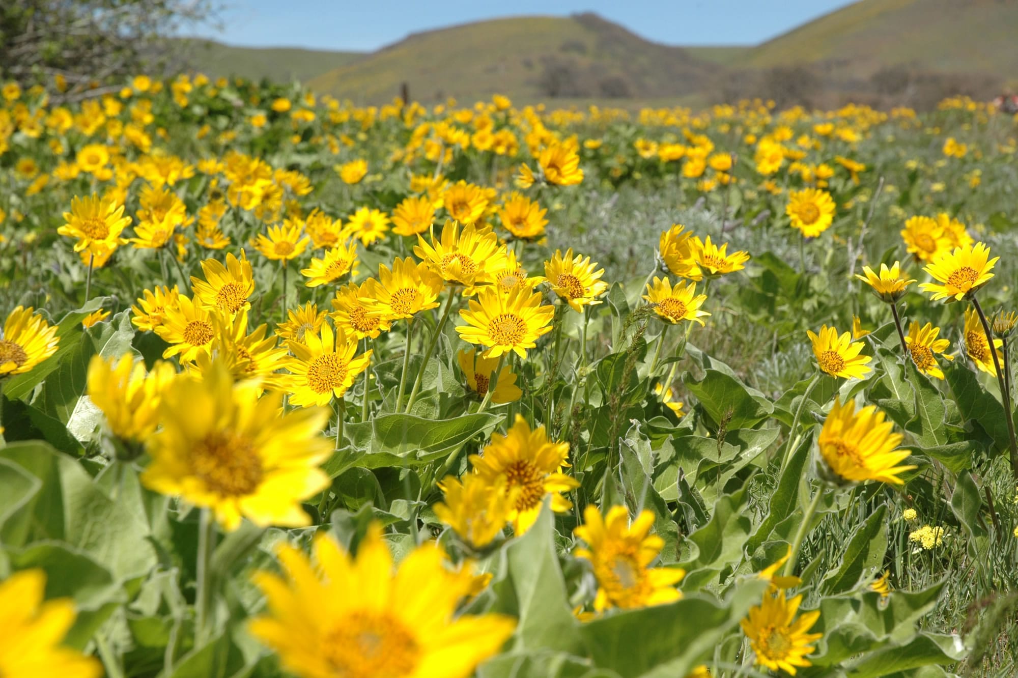Arrowleaf balsamroot blooms make the eastern end of the Columbia River Gorge spectacular during May.