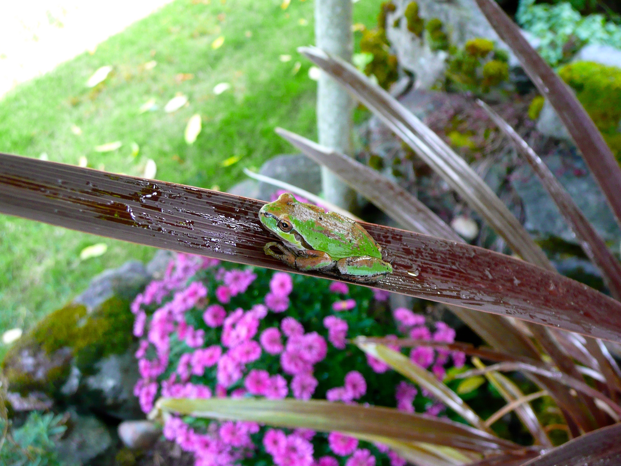 I had just watered my garden and this little tree frog decided to take a breather on my plant. I believe it was possibly morphing from green to brown because of the leaf on which it was resting.