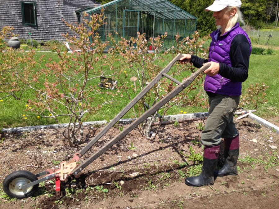 Clara Coleman, the author’s step-daughter, uses a wheel hoe to dislodge weeds in the author’s blueberry bed. The tool can be traced to a seed drill invented by agricultural engineer Jethro Tull in 1701.