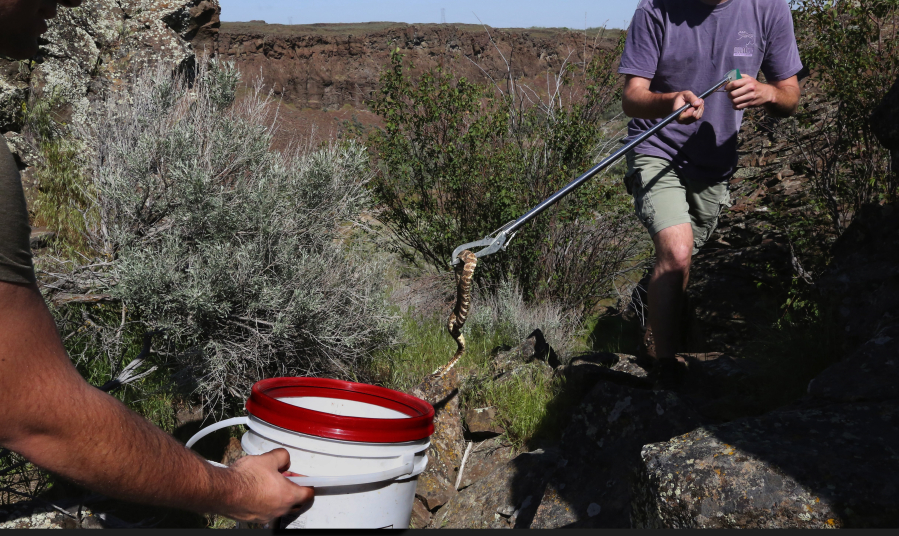 J.D. Brooks uses snake tongs to place a Northern Pacific Rattlesnake in a bucket so he and Joey Chase can do field research at Frenchman Coulee, east of Vantage, Wash., on May 10, 2017. It will soon be released where it was caught by the Central Washington University grad student researchers.