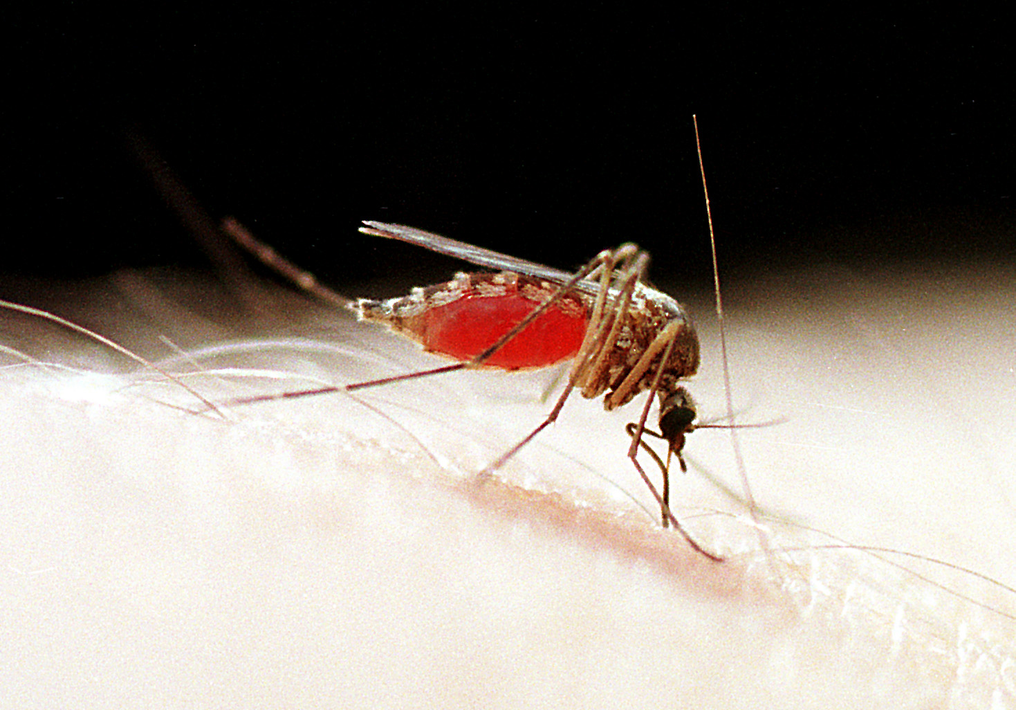 Engorged with blood, a mosquito begins to withdraw from its victim.