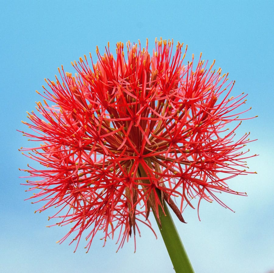 The African blood lily is also known as fireball lily and football lily.