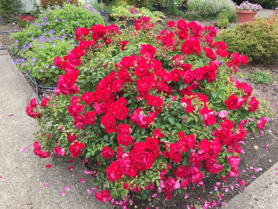 Certain kinds of roses are much easier to grow and are great for casual gardeners.