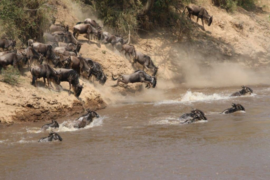 Migrating wildebeests leap into the Mara River on the Serengeti in Kenya.