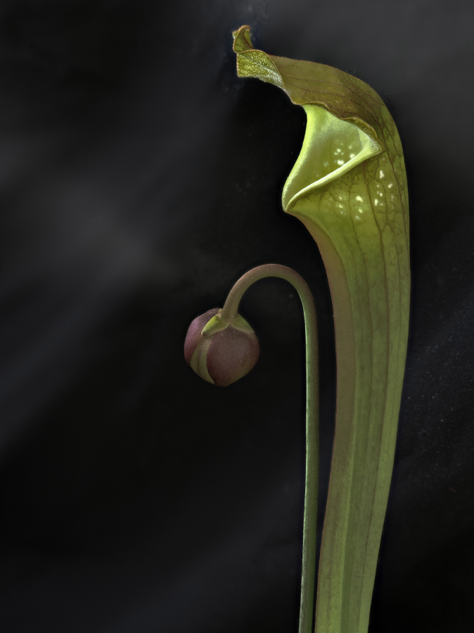 The yellow pitcher plant is a Southern species, with more slender and taller pitchers.