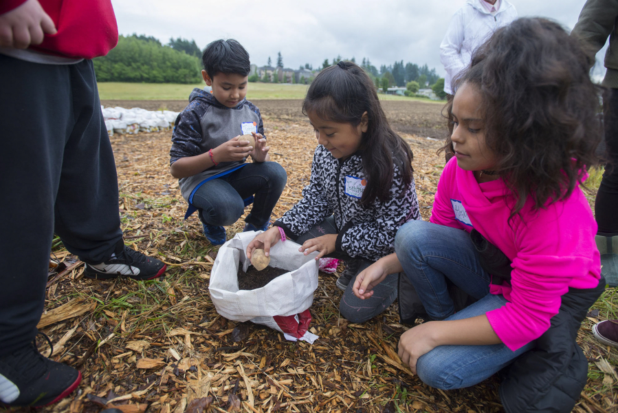 Washington Elementary School fourth-graders Jordan Tep, 9, from left, Jennifer Perez, 9, and Alex Rodriguez, 10, work together as they plant potatoes in an animal feed bag during a Farm to Fork tour Thursday morning at the 78th Street Heritage Farm. The students will return to the farm this fall to harvest their potatoes.