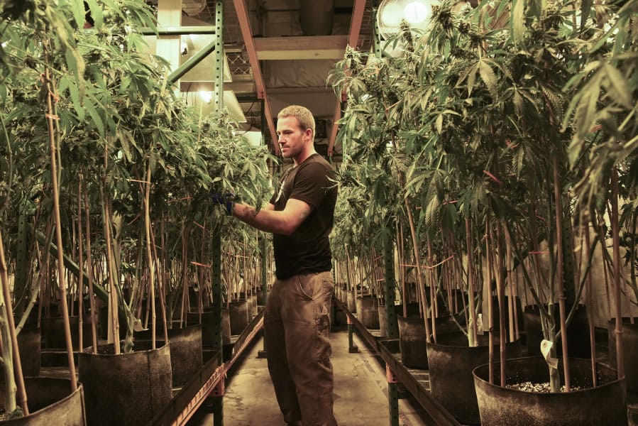 Ariane Kunze/The Columbian Matt Michaelson zip ties plants upright at Cedar Creek Cannabis in Vancouver. After a shakedown period, the marijuana growing and processing business is becoming more mature - and competiitve.