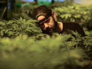 Bryan Houghton works on training marijuana plants at Cedar Creek Cannabis in Vancouver. The company’s sales have exceeded $4 million since legalization in 2014.