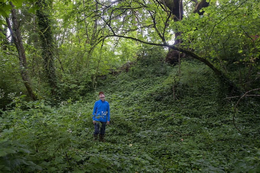 Tom Dwyer stands along a portion of Fisher Creek in east Vancouver choked by invasive English ivy. Dwyer works for the Vancouver Watershed Alliance, a nonprofit leading a restoration project along a portion of the creek on Thursday.