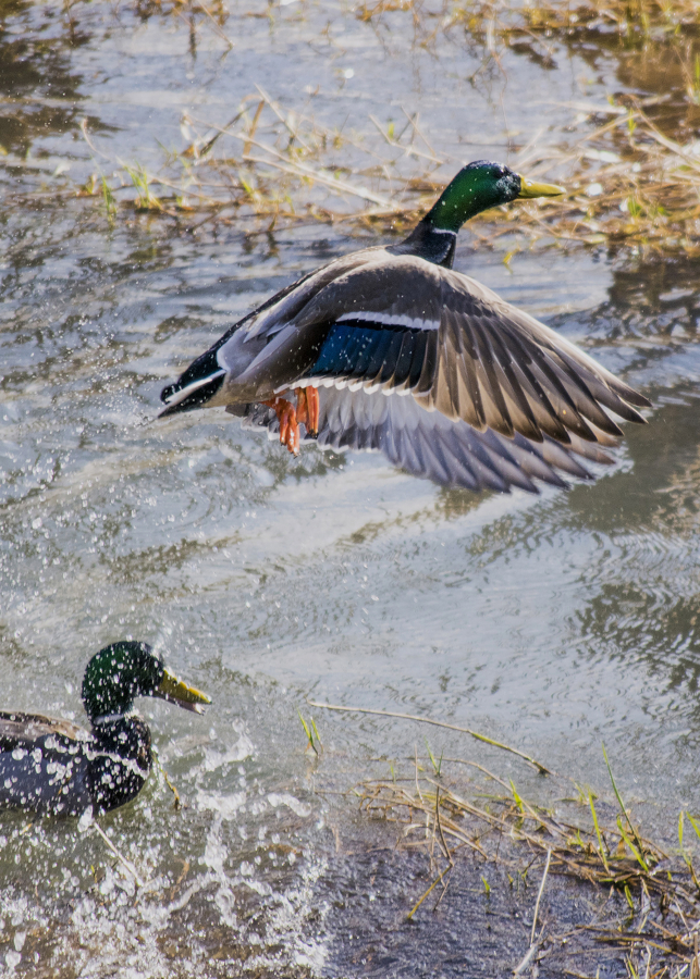 Cascade Highlands: Billy Schuldt from Camas High School took home first place in the 2017 Columbia Gorge Refuge Stewards Youth Photo Contest for his photo of a duck rising from water.