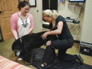 Kelly Stone, left, comforts her 13-year-old Labrador retriever mix, Abby, as animal chiropractor Amanda Kremer, right, adjusts Abby’s hips at East Padden Animal Hospital in Vancouver.