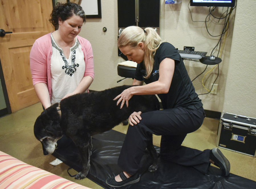 Kelly Stone, left, comforts her 13-year-old Labrador retriever mix, Abby, as animal chiropractor Amanda Kremer, right, adjusts Abby’s hips at East Padden Animal Hospital in Vancouver.