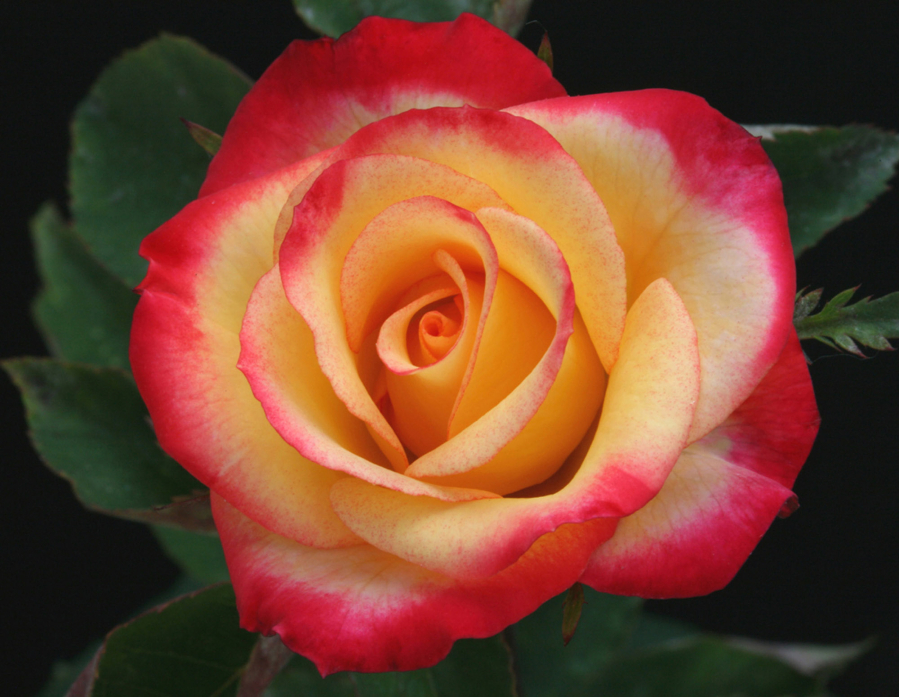 The Fort Vancouver Rose Society will hold its 64th annual rose show, “Rainbow of Roses,” June 24 at Vancouver Church.