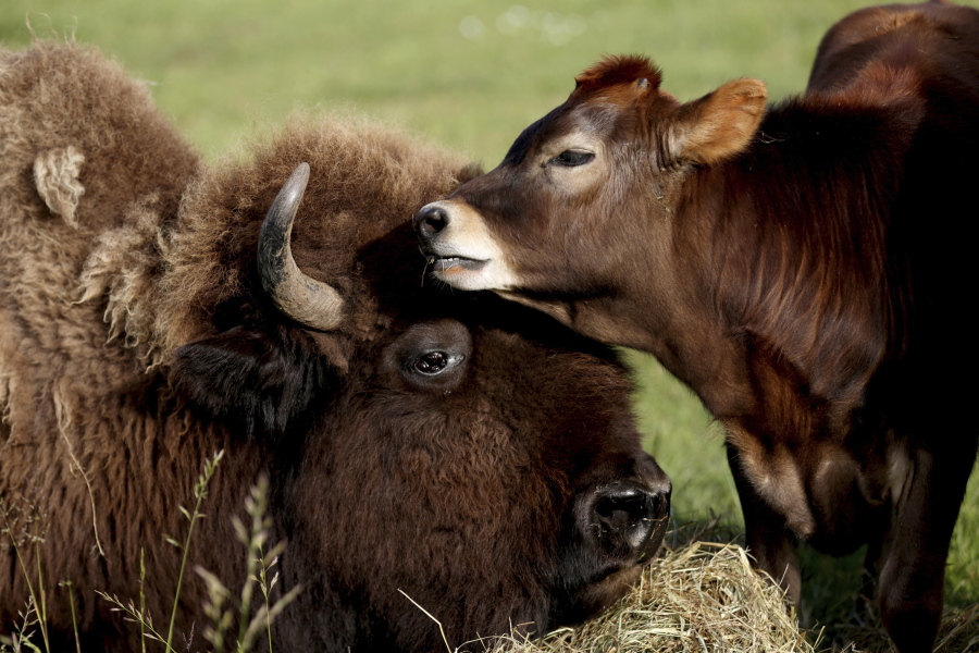Helen, left, a blind bison, and Oliver, a calf born in February, sit together in a field at the Lighthouse Farm Sanctuary near Scio, Ore. Helen had never warmed up to other animals on the farm until she met Oliver.