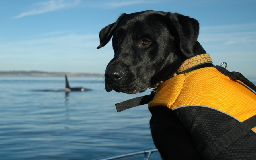 A dog trained to sniff for orca scat sits on a boat in 2012. Scientists examined the hormones in the orcas’ waste.