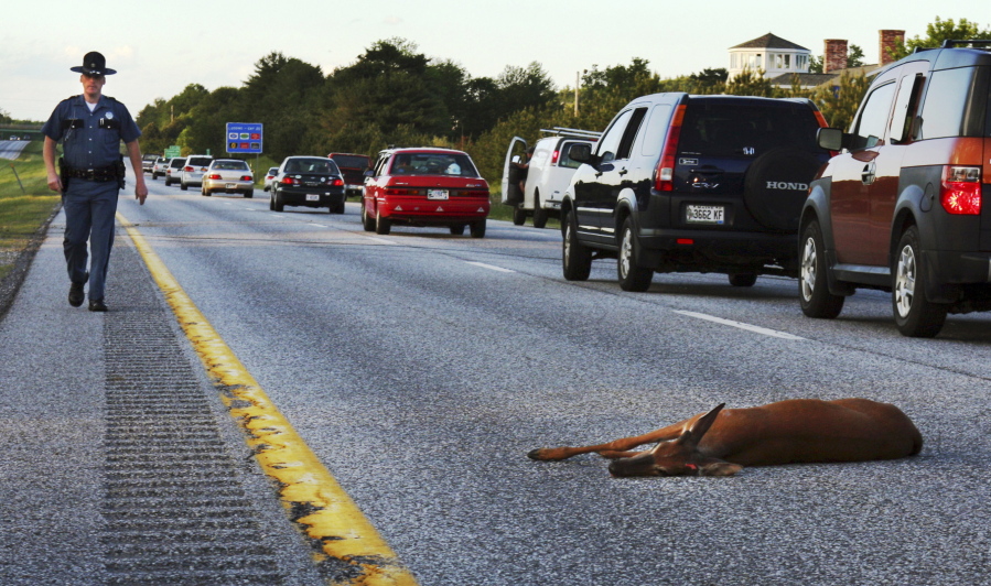 A wounded deer lies in the road after being hit by a car on the northbound lane of Interstate 295 near Freeport, Maine. In Oregon, under a bill passed by the Legislature and signed by the governor, motorists who crash into the animals can now harvest the meat for human consumption.