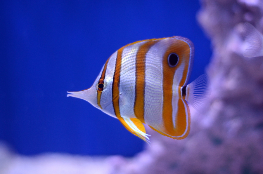 A Copperband Butterfly fish swims in a saltwater tank and is available for sale at Dallas North Aquarium in Dallas, Texas.