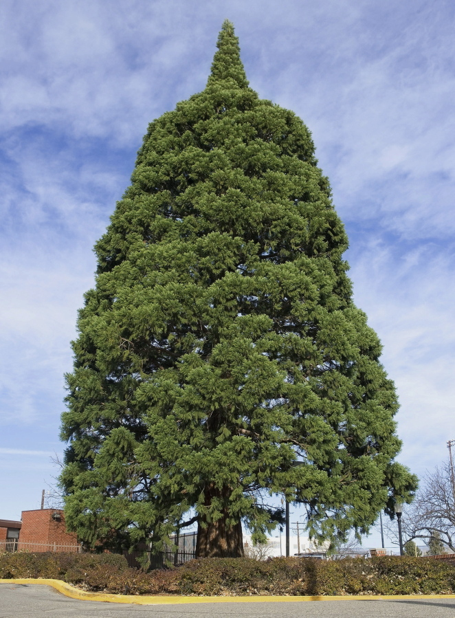 A giant sequoia tree sits next to St. Luke’s Hospital in downtown Boise, Idaho. The sequoia tree that was a seedling sent more than a century ago by naturalist John Muir to Idaho and planted in the yard has become an obstacle to progress.