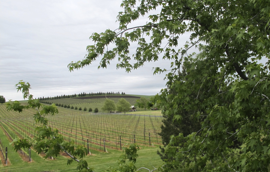 In this photo taken May 17, 2017, a vineyard adjacent to the Walla Walla Vintners winery is shown in Walla Walla, Wash. The remote southeastern Washington town of Walla Walla - which used to be best known for sweet onions and as home of the state penitentiary - has now reinvented itself into a center of premium wines and wine tourism. (AP Photo/Nicholas K.