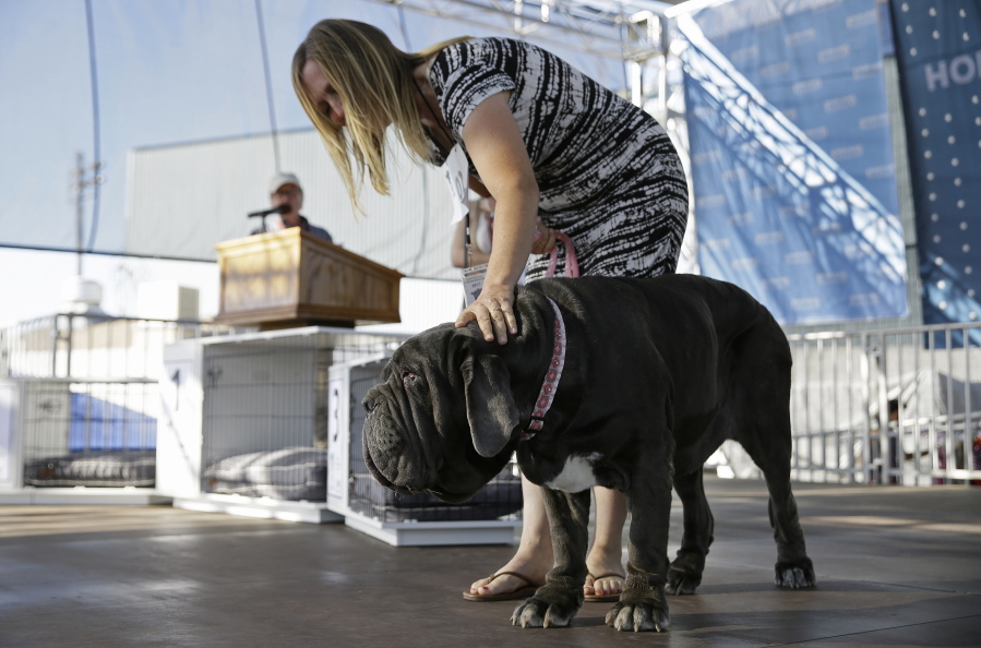 Martha, a Neapolitan Mastiff, is escorted by Shirley Zindler during the World’s Ugliest Dog Contest at the Sonoma-Marin Fair on Friday in Petaluma, Calif. Martha was named the winner of the contest.