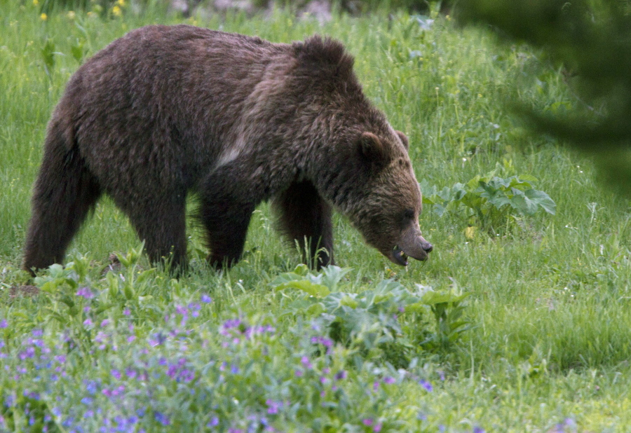 A grizzly bear roams in 2011 near Beaver Lake in Yellowstone National Park. The U.S. Interior Department announced Thursday that the grizzly population in the Yellowstone vicinity has recovered and federal protections will be lifted, which will allow Montana, Wyoming and Idaho to hold limited bear hunts outside park boundaries.