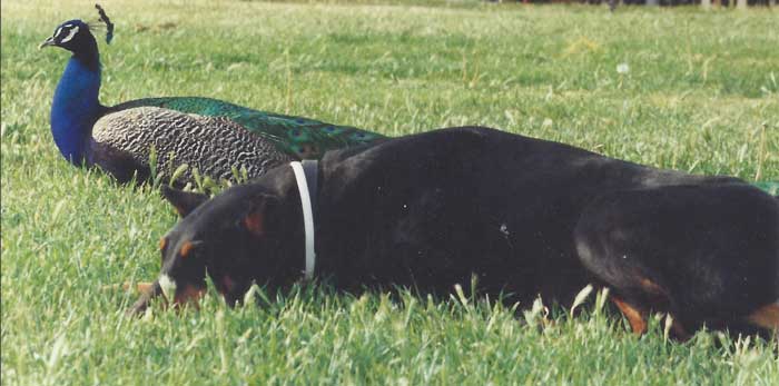 All of our farm animals knew to get along with each other. As one example, here is one of our 25 peafowl, Angel, sleeping next to Dobie without any concern. See? Even odd couples can get along!