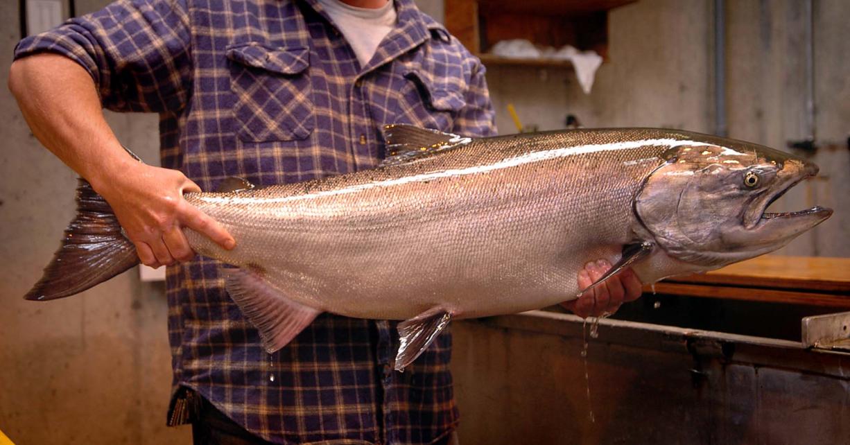 Summer chinook are like spring chinook, but bigger. This fish was sampled when passing through Bonneville Dam.