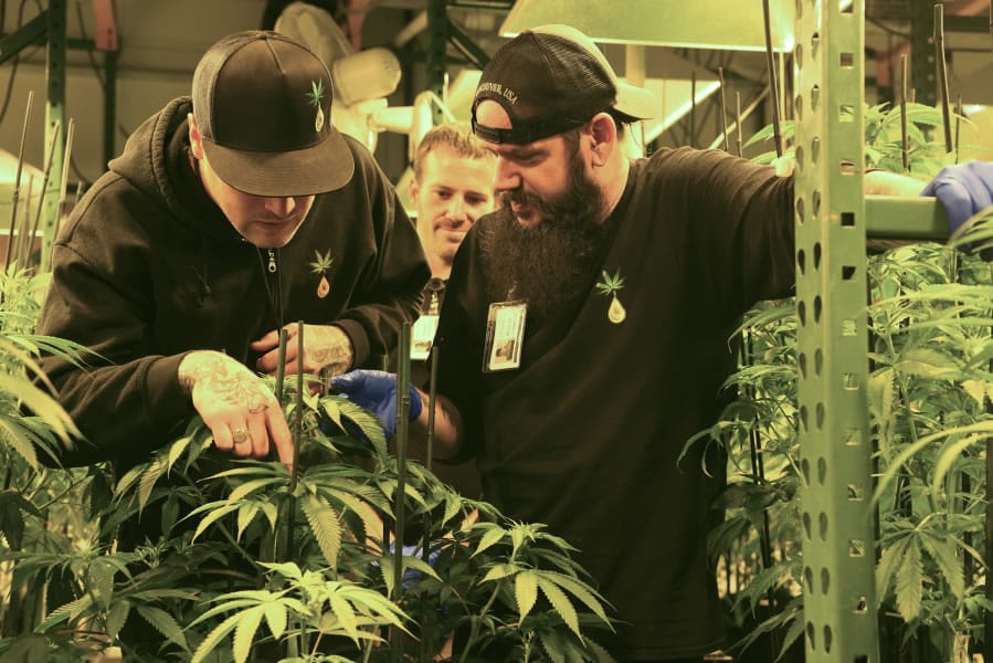 Casey Dawson, left, Matt Michaelson and Bryan Houghton look over a marijuana plant at Cedar Creek Cannabis in Vancouver in June.