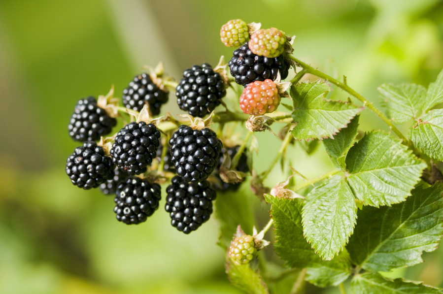 Washington and Oregon are among the top exporters of blackberries in the United States.