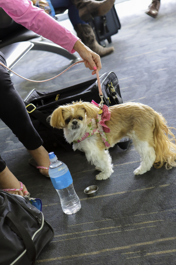 Traveling with a pet can be difficult for both animal and owner. Doing your research can make the trip go smoothly.