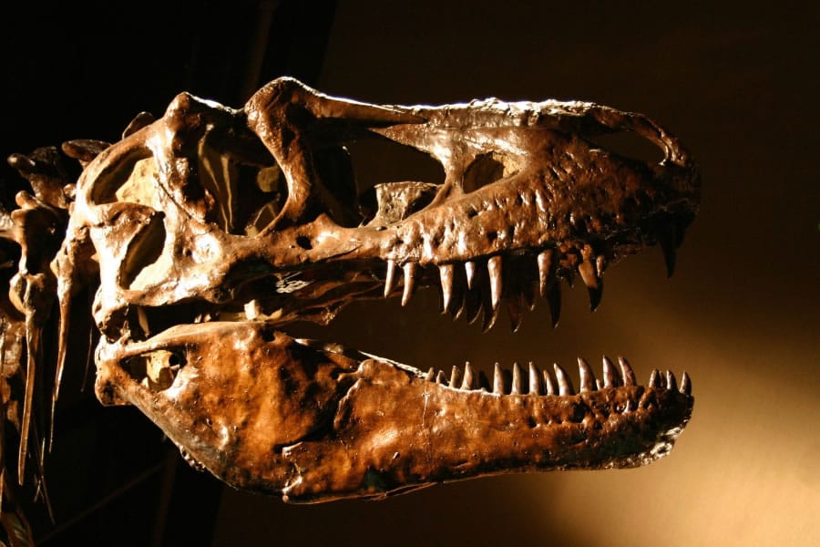 A T. rex used its teeth like a jackhammer to fracture bone and get food other predators couldn’t access.
