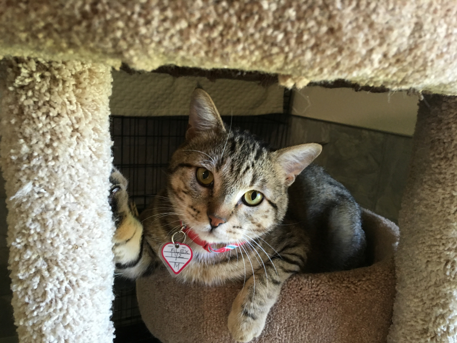 Alex is one cool cat! He seeks out attention and loves to play. He excels at making muffins and has a great purr! He enjoys other cats and calm children over 6. Come meet this happy boy today and see why we love him so much!