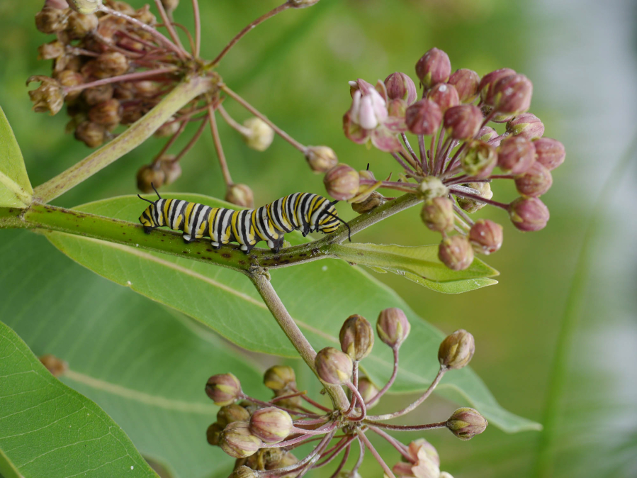 In his new book, “Monarchs and Milkweed,” Anurag Agrawal explains how monarch caterpillars can eat the toxins in milkweed and become poisonous to predators without harming themselves.