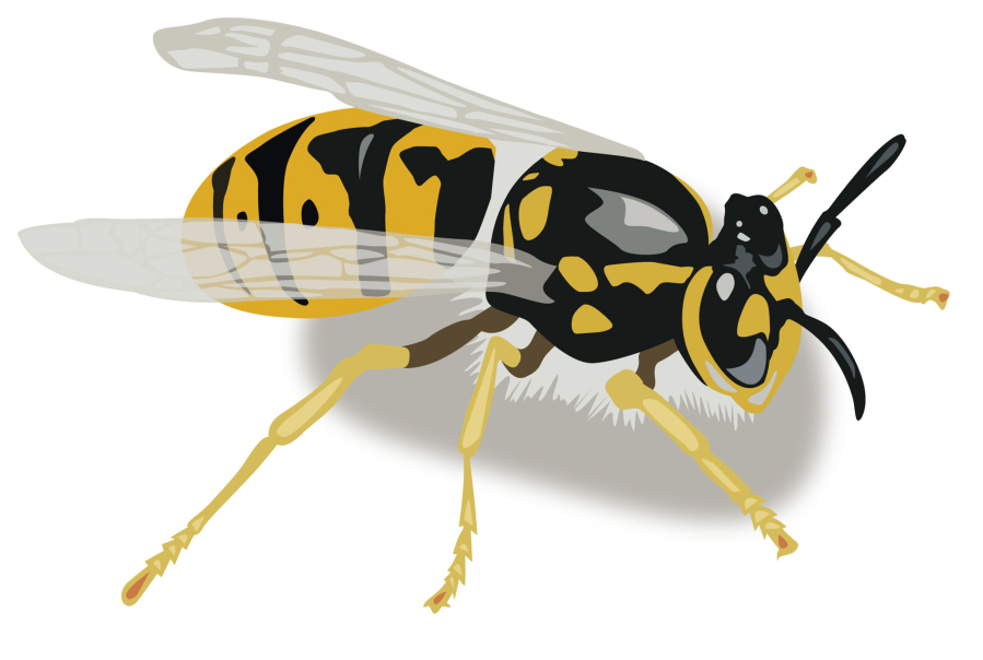 illustration of a yellow jacket by Ray Grumney.