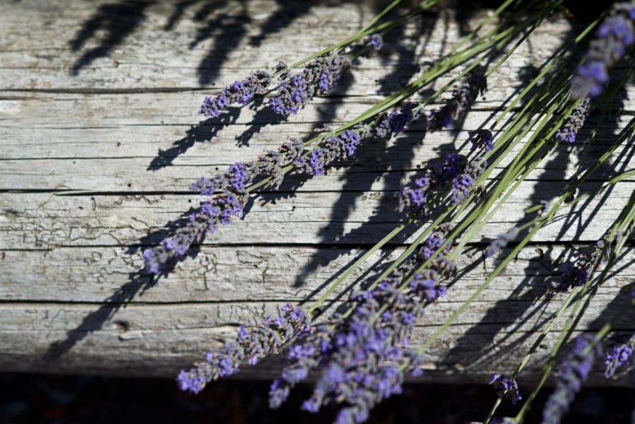 Lavender leans against a log during the annual Lavender Festival at the Heisen House Vineyards in Battle Ground on Saturday.