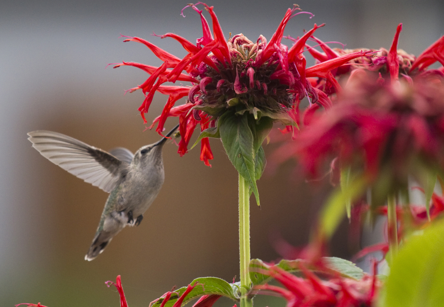 A hummingbird sips from a bee balm flower in Sara Mae Egli’s organic garden in Orchards.