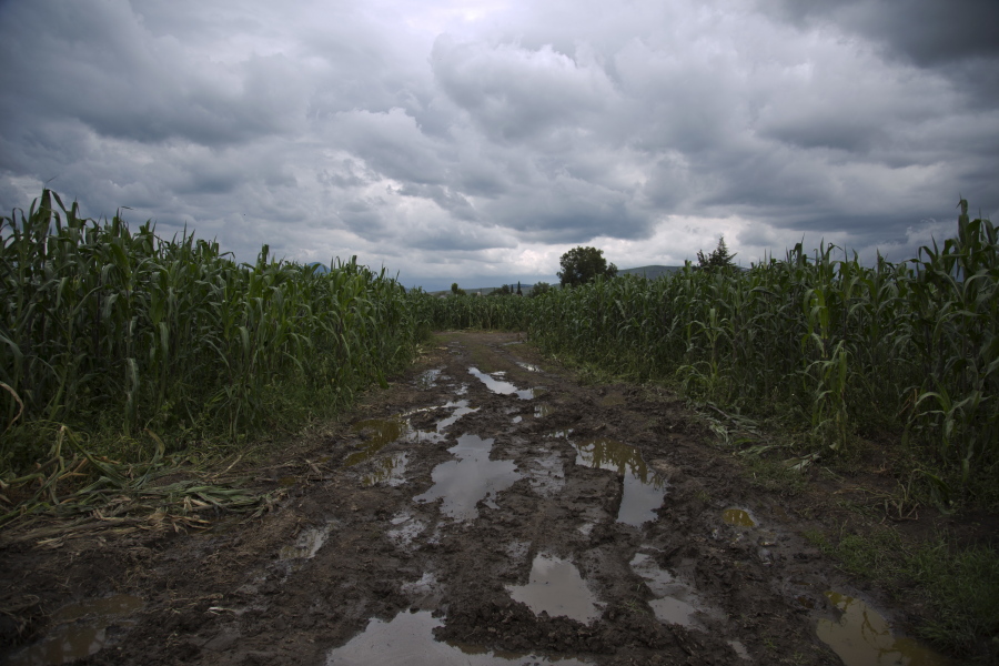 Puddles of gasoline fill a road in the middle of a cornfield, left behind by fuel thieves Tuesday in San Bartolome Hueyapan, Tepeaca, Mexico.