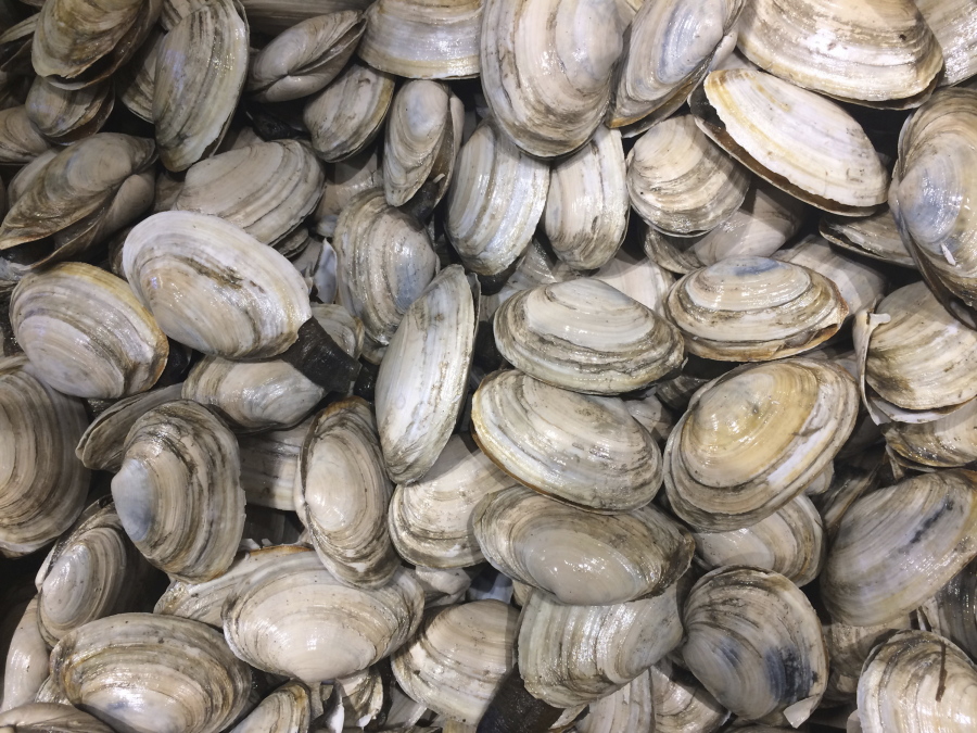 Soft-shell clams are on display at a Portland, Maine, fish market. Maine clams were once one of the state’s most lucrative resources, but they are sliding in catch. Fishery managers said toxins in the environment and invasive predators could be to blame.