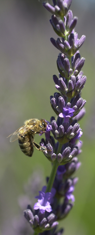 Photo by Dave Olson A bee gets some pollen from a sprig of lavender.