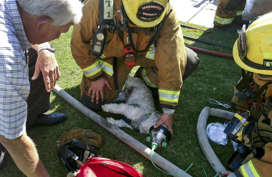 A firefighter resuscitates a Shih Tzu named Jack after pulling him from a fire Friday in Bakersfield, Calif. john frando/Bakersfield Fire Dept.