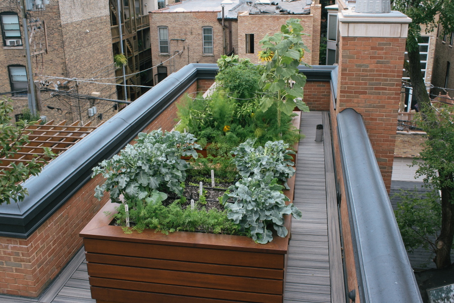 A rooftop garden in Chicago, Ill.