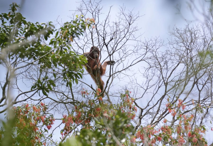 FILE - In this Jan. 7, 2016, file photo, a wild orangutan sits on a tree branch in Sungai Mangkutub, Central Kalimantan, Indonesia. Conservation group Borneo Orangutan Survival Foundation (BOSF) says nearly a fifth of the forest belonging to an orangutan sanctuary on the Indonesian part of Borneo has been occupied and damaged by people living near the area, threatening efforts to rehabilitate the critically endangered great apes for release into the wild.