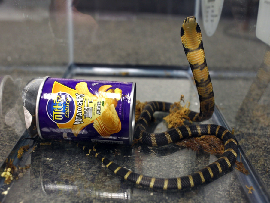 A king cobra was hidden in a potato chip can and was found in the mail in Los Angeles. U.S.