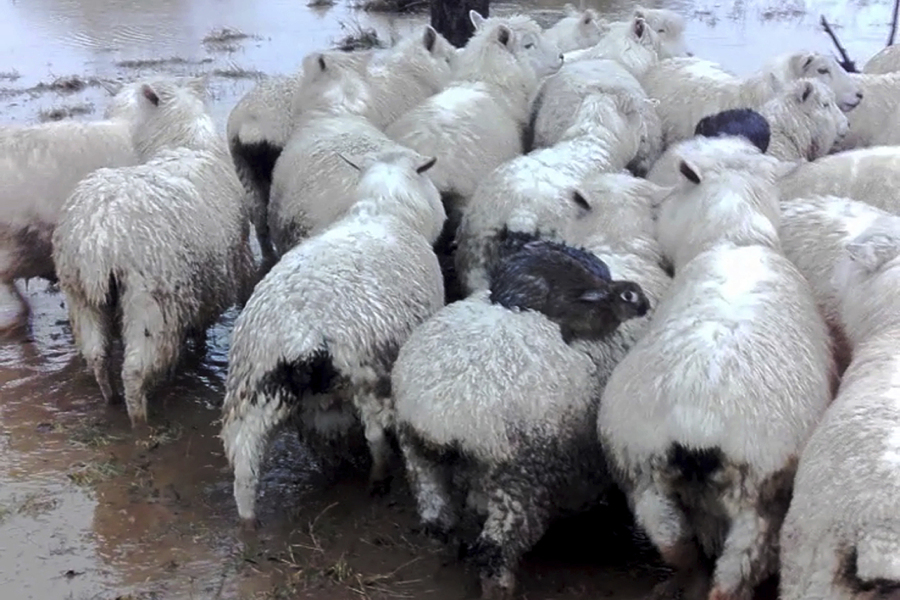 Three rabbits sit on the back of sheep as they avoid rising flood waters on a farm near Dunedin, New Zealand. Three wild rabbits managed to escape rising floodwaters in New Zealand by clambering aboard a flock of sheep and surfing to safety on their woolly backs.