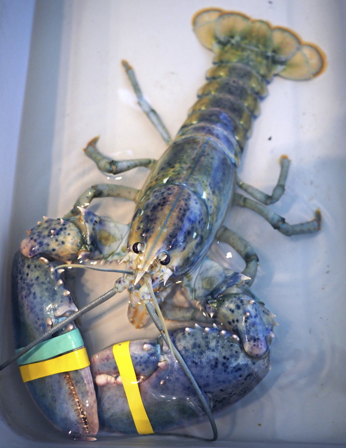 A rare blue lobster caught by local lobsterman, Greg Ward, is on display at the Seacoast Science Center in Rye, N.H., on Tuesday. Ward initially thought he had snagged an albino lobster when he examined his catch off the coast Monday where New Hampshire borders Maine. The Rye lobsterman quickly realized his hard-shell lobster was a unique blue and cream color.