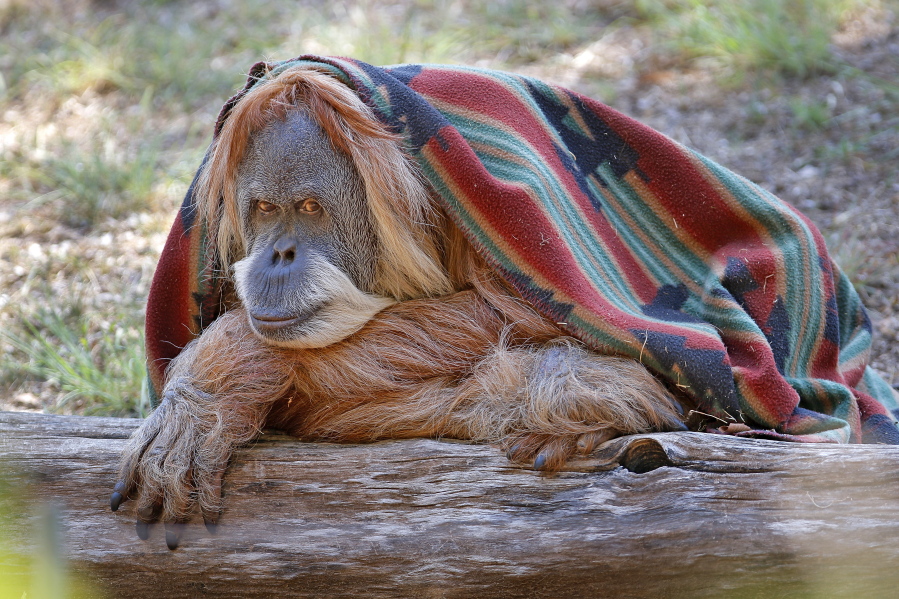 This June 26, 2017 photo shows Toba, a female orangutan, wrapped up in her blanket at the Oklahoma City Zoo and Botanical Garden in Oklahoma City. The zoo is celebrating Toba’s 50th birthday.