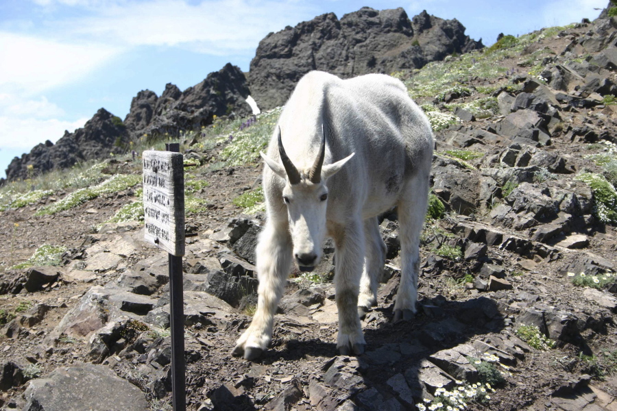 A mountain goat in Olympic National Park faces a photographer on the Switchback Trail in the Klahhane-Hurricane Ridge-Switchback Trail area near Port Angeles.