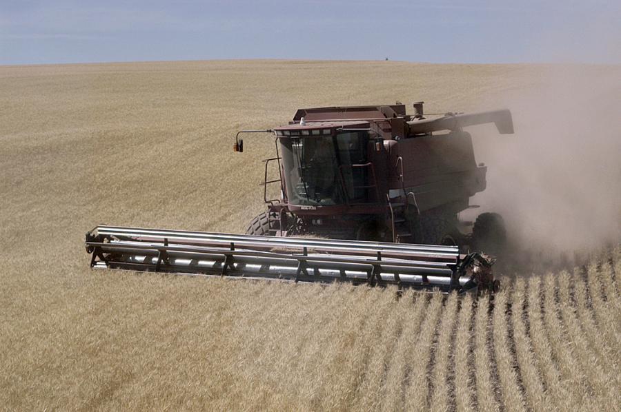 The 2017 wheat harvest is in full swing in Eastern Oregon, and farmers are reporting better yields than last year.