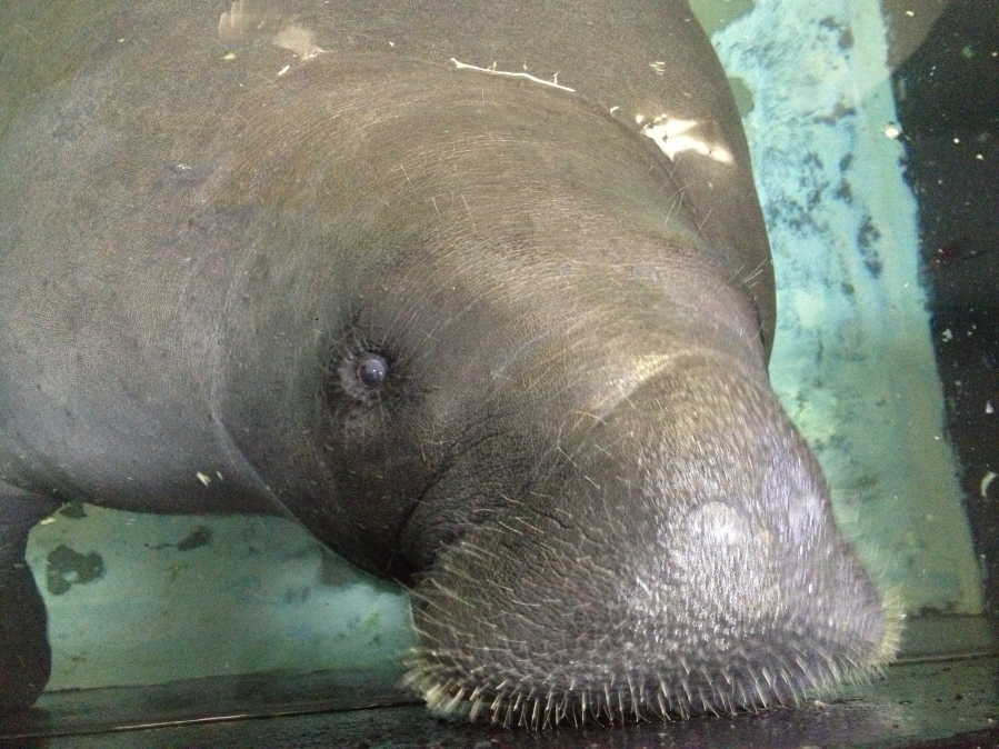 Snooty the manatee lifts her snout out of the water in 2013 at the South Florida Museum in Bradenton, Fla. The South Florida Museum posted on Facebook on Sunday that Snooty died in a heartbreaking accident. No other details were given about the cause of death, but the museum said they were devastated and that the circumstances are being investigated. Snooty, the longest living manatee in captivity, died one day after a huge party to celebrate his 69th birthday.