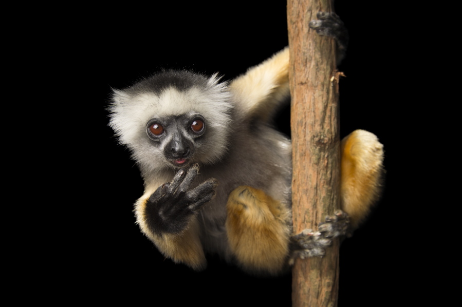 This undated image released by PBS shows an endangered Diademed sifaka (Propithecus diadema) at Lemuria Land in Madagascar. National Geographic photographer Joel Sartore is documenting thousands of rare animal species. His quest is detailed in the PBS series “Rare: Creatures of the Photo Ark,” a three-part series debuted July 18.